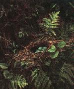 Fidelia Bridges Bird's Nest and Ferns China oil painting reproduction